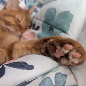 Fundraising Page: Lola Schmidt